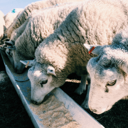 Қой жүнінен тыңайтқыш өндіру — егіншілікке экологиялық серпін 