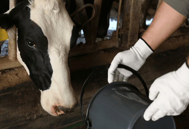 Животноводство формирует около 40% валовой продукции АПК