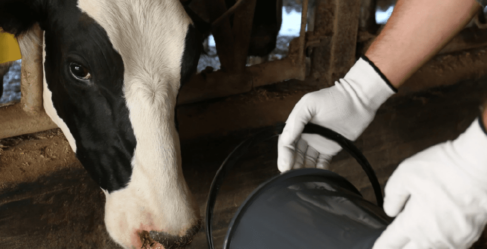 Животноводство формирует около 40% валовой продукции АПК