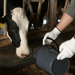 Животноводство формирует около 40% валовой продукции АПК