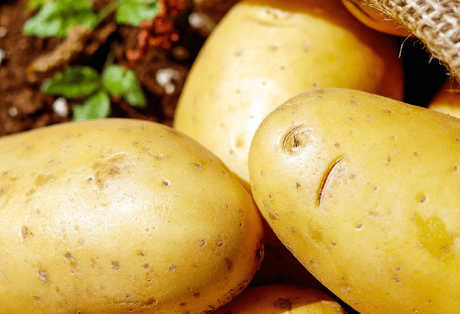 Елімізде 900 мың тоннадан астам картоп жиналды