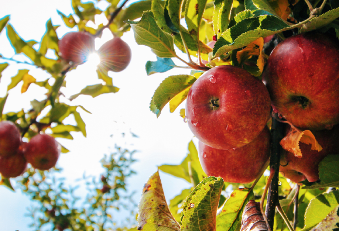 Под Алматы высадят 10 гектаров апортового сада 