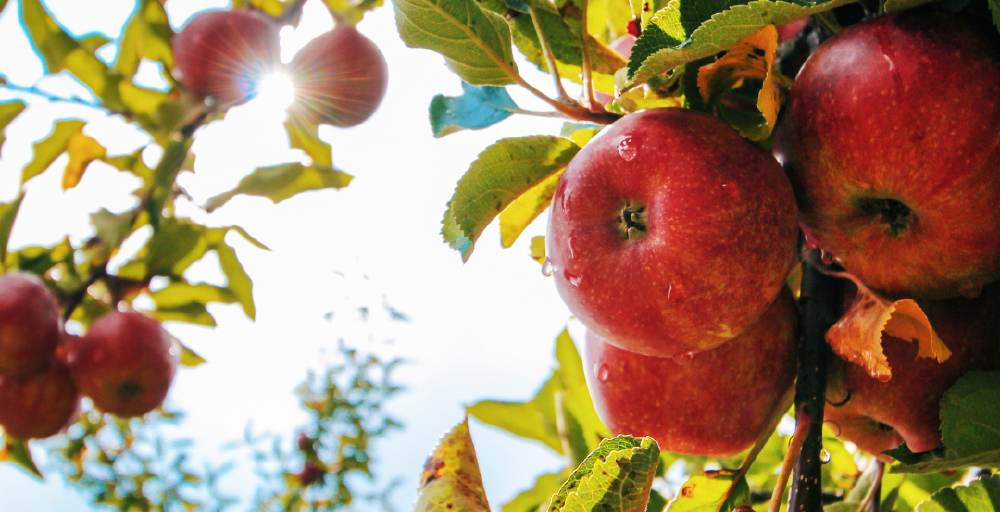 Под Алматы высадят 10 гектаров апортового сада