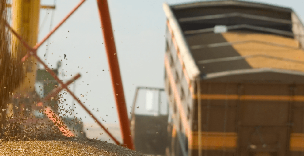 Перевозка зерна выросла на 40% - открыты новые экспортные направления