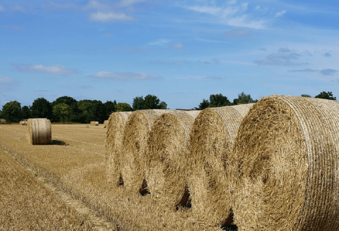 Қазақстанда 36,8 млн тонна мал азығы дайындалды 