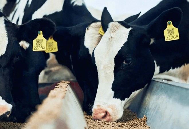 2028 жылға қарай Қазақстанда малдың 90 пайызы таңбаланады 