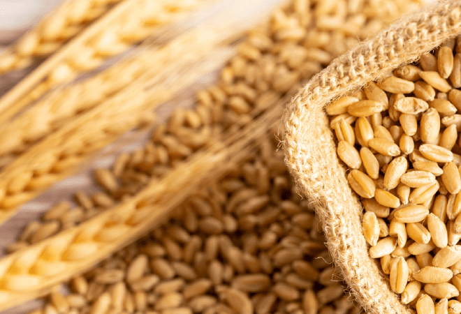 Қазақстан 1,6 млн тонна астық экспорттады 