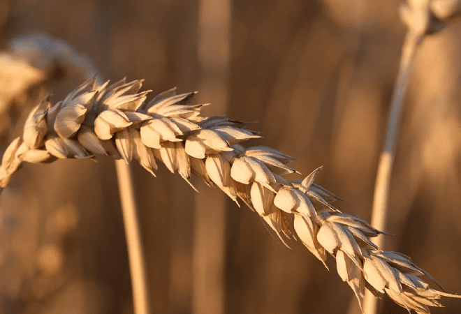 Казахстан возвращает ранее потерянные рынки для сбыта зерна – МСХ РК