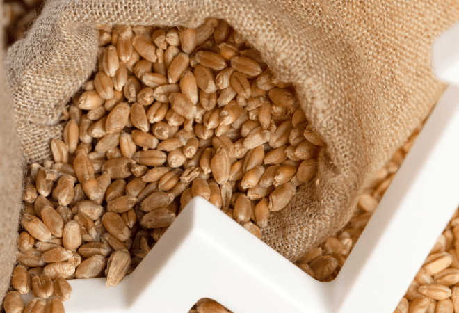 Биылғы астық қай нарықтарға экспортталады  