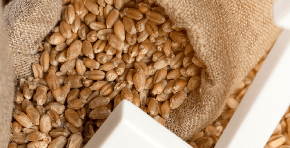 Биылғы астық қай нарықтарға экспортталады