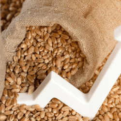 Биылғы астық қай нарықтарға экспортталады