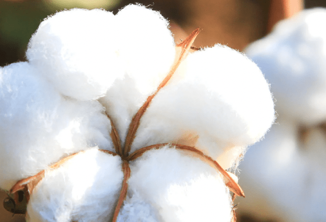 Қазақстанда мақта терімі аяқталуға жақын 