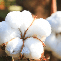 Қазақстанда мақта терімі аяқталуға жақын