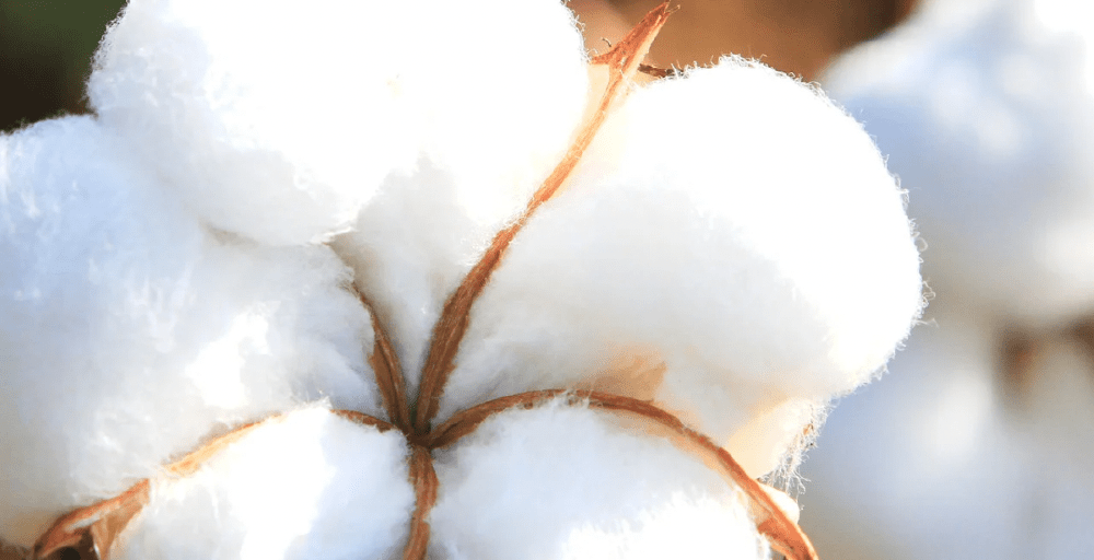 Уборка урожая хлопчатника завершается в Казахстане