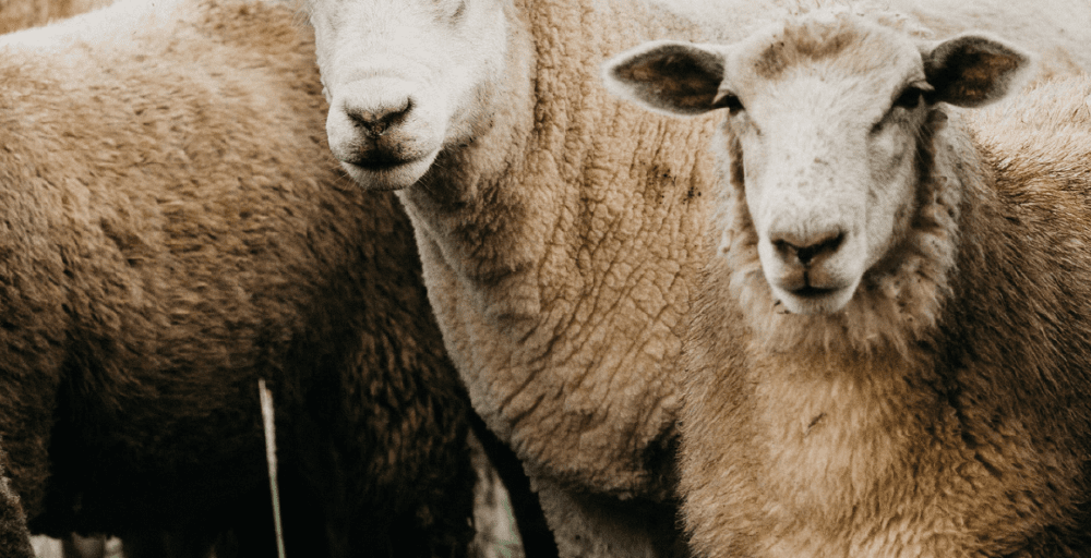 Ұлытау облысында қой тұқымын асылдандыру жобасы жүзеге асырылып жатыр 