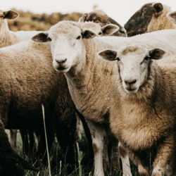 Ұлытау облысында қой тұқымын асылдандыру жобасы жүзеге асырылып жатыр 