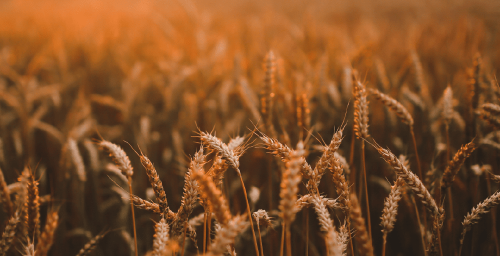 Қазақстан биыл 16 млн гектар алқаптан 27,1 млн тонна астық алды 