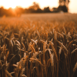 Қазақстан биыл 16 млн гектар алқаптан 27,1 млн тонна астық алды