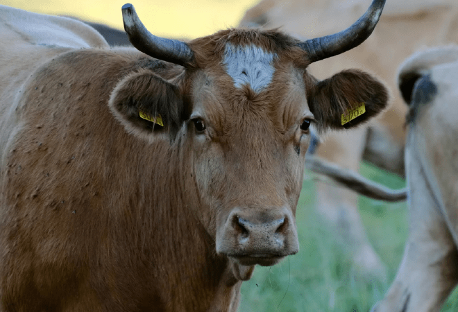 Казахстан продлил ограничения на вывоз овец, коз и бычков