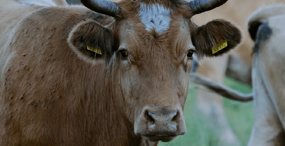 Казахстан продлил ограничения на вывоз овец, коз и бычков
