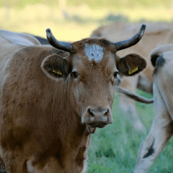 Казахстан продлил ограничения на вывоз овец, коз и бычков