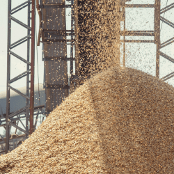 Казахстан отправил первую партию пшеницы в Армению