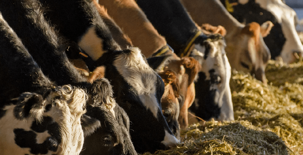 Рост валовой сельхозпродукции вырос в Казахстане на 5,4%