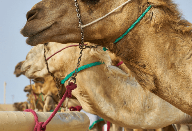 Түйе төлін сатып алу субсидиясы бір басқа 175 мың теңгеге дейін арттырылмақ 