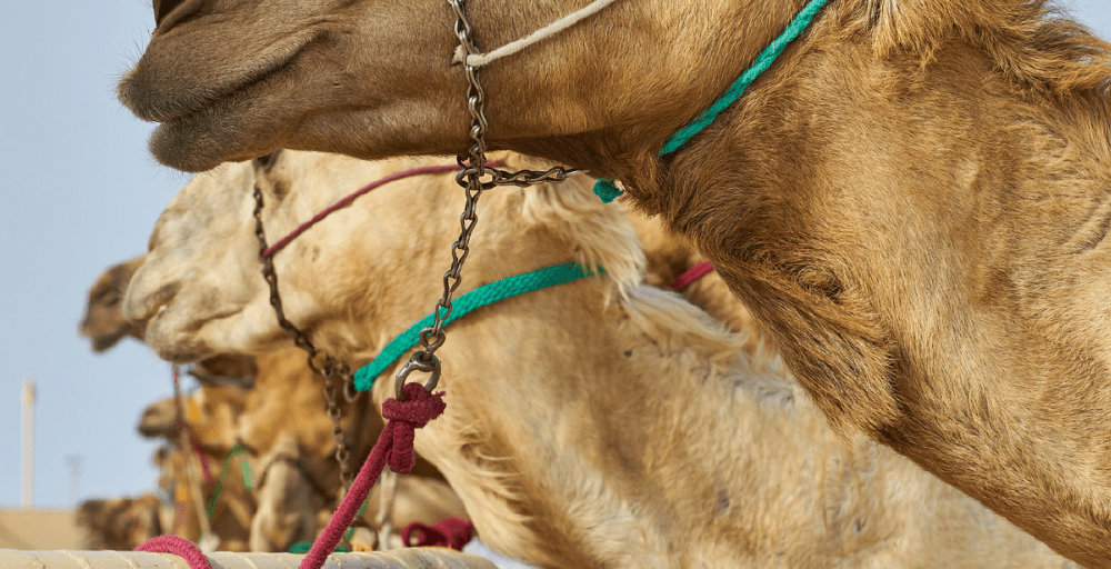 Түйе төлін сатып алу субсидиясы бір басқа 175 мың теңгеге дейін арттырылмақ 