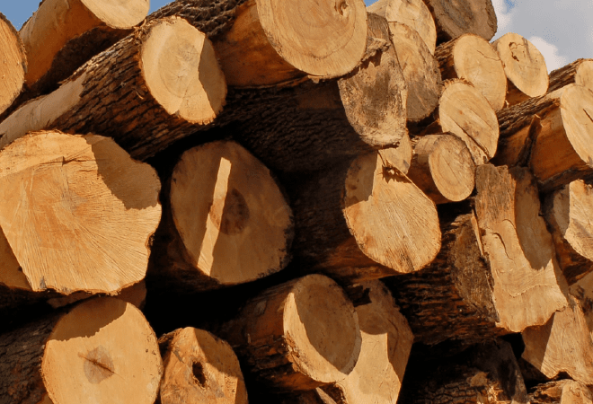 Ел аумағынан ағаш материалдарының жекелеген түрлерін әкетуге тыйым салынады 