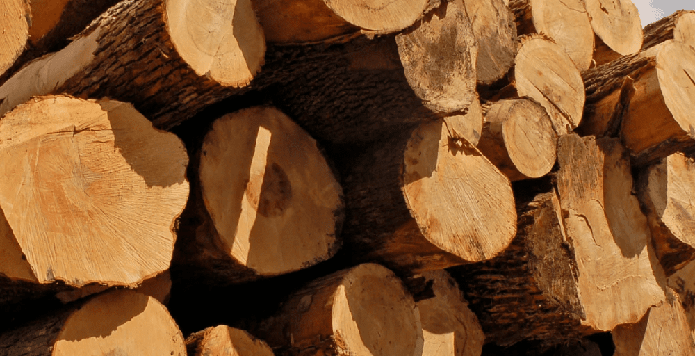 Ел аумағынан ағаш материалдарының жекелеген түрлерін әкетуге тыйым салынады 