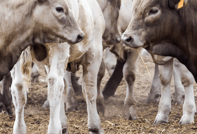 Асыл тұқымды мал алуға субсидия нормативі ұлғайтылады - АШМ 