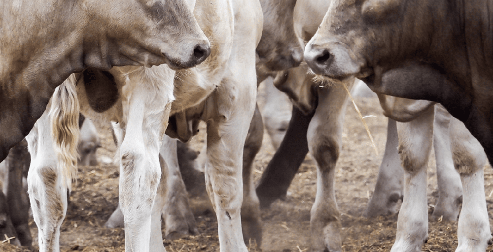 Асыл тұқымды мал алуға субсидия нормативі ұлғайтылады - АШМ 