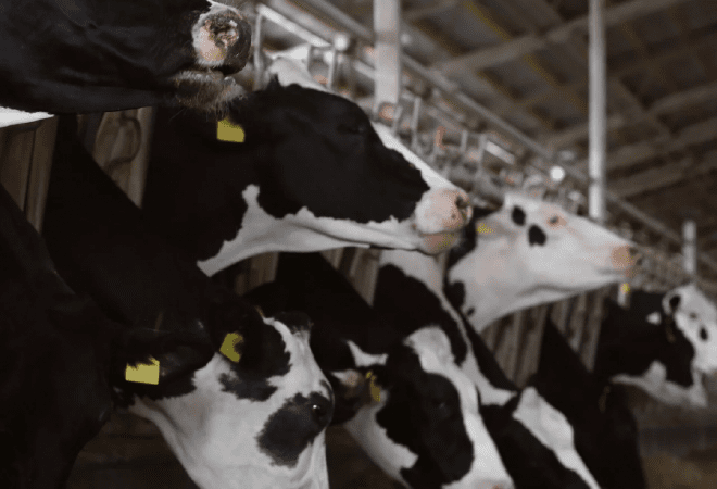 Экспорт животноводческой продукции Казахстана растет и охватывает более 15 стран