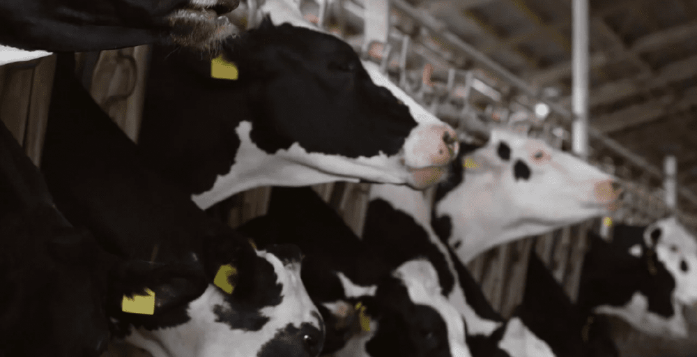 Экспорт животноводческой продукции Казахстана растет и охватывает более 15 стран