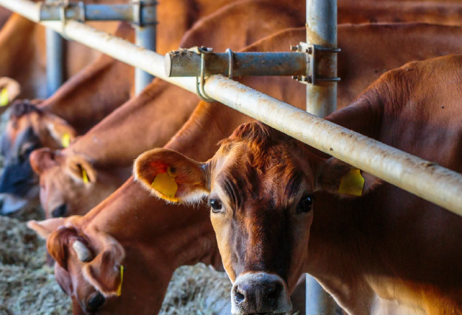 Асыл тұқымды мал шаруашылығын субсидиялау қағидаларына өзгеріс енгізілді  