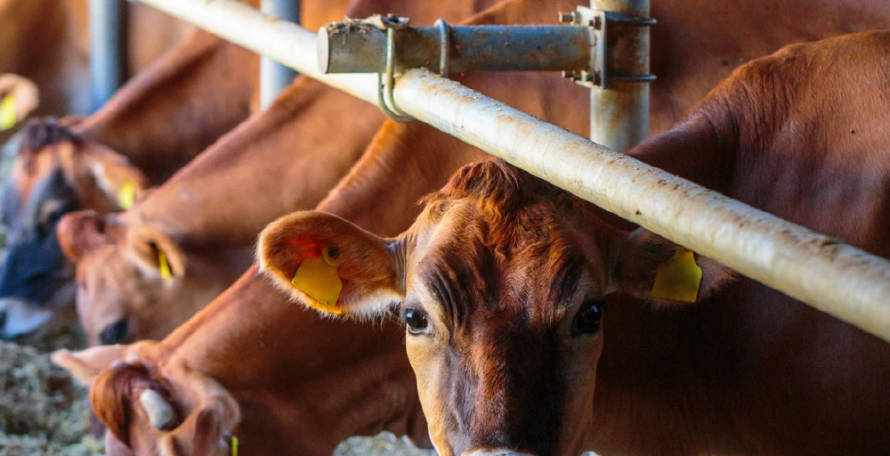 Асыл тұқымды мал шаруашылығын субсидиялау қағидаларына өзгеріс енгізілді  