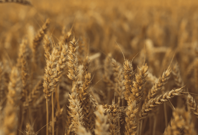 Үкімет астық экспортын қолдауға қосымша 7 млрд теңге бөлді 