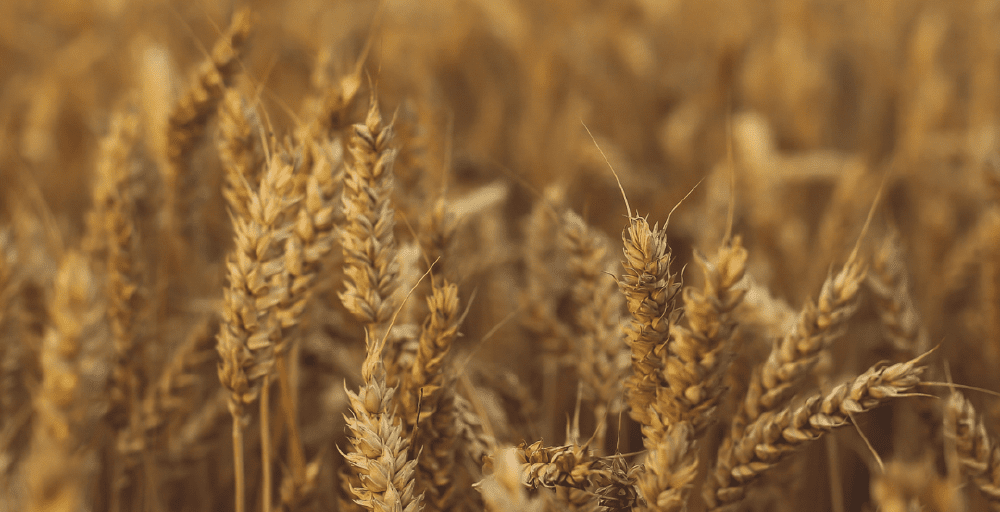 Үкімет астық экспортын қолдауға қосымша 7 млрд теңге бөлді 