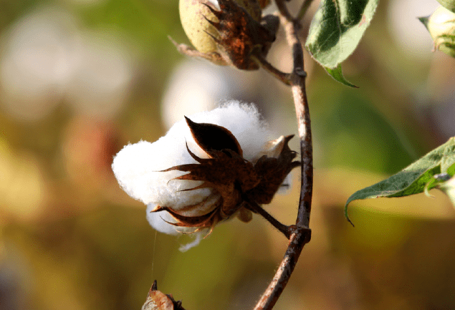 В создание хлопководческого комплекса в Туркестанской области вложат 200 млрд тенге 