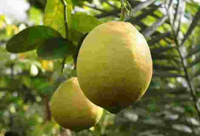 Made in KZ: Сарыағашта 200 тонна лимон жиналды