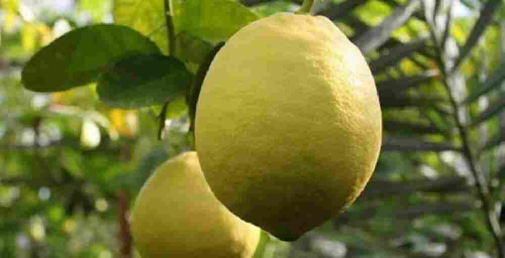 Made in KZ: Сарыағашта 200 тонна лимон жиналды