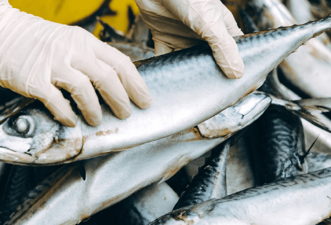 До 3,5 млрд тенге выросли субсидии в рыбную отрасль Казахстана в 2025 году