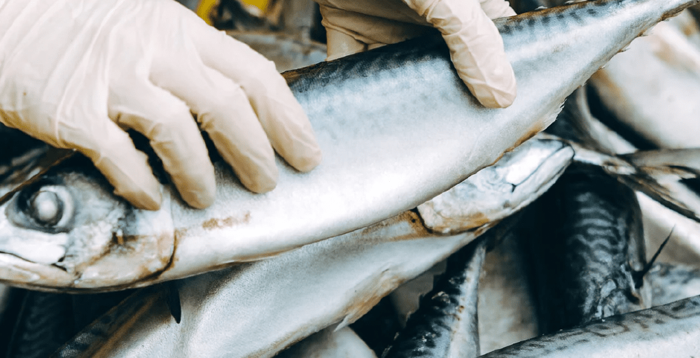 До 3,5 млрд тенге выросли субсидии в рыбную отрасль Казахстана в 2025 году