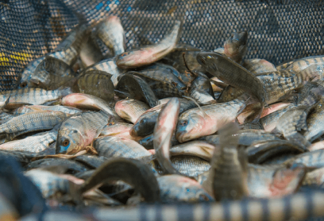 4 жылда балық өсіретін шаруашылықтар саны 7 есе өскен 