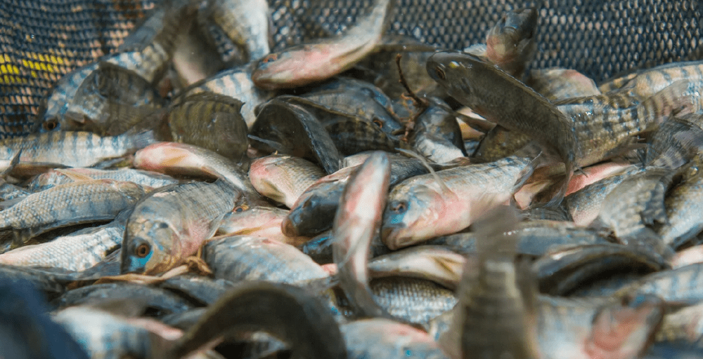 4 жылда балық өсіретін шаруашылықтар саны 7 есе өскен 