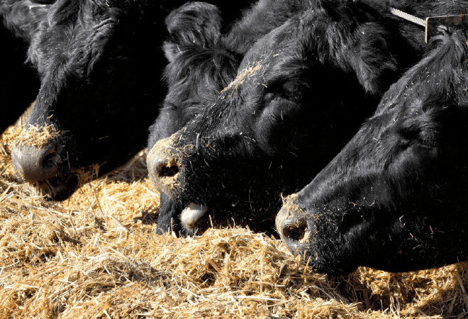 Елде 9,1 миллион ірі қара тіркелді &mdash; АШМ 