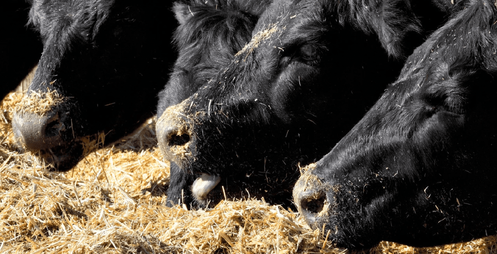 Елде 9,1 миллион ірі қара тіркелді &mdash; АШМ 