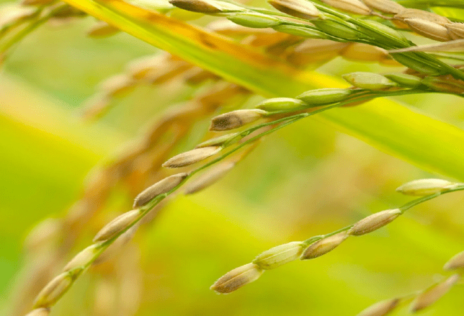 Қызылорданың күрішінен қамысына дейін экспортталып жатыр 