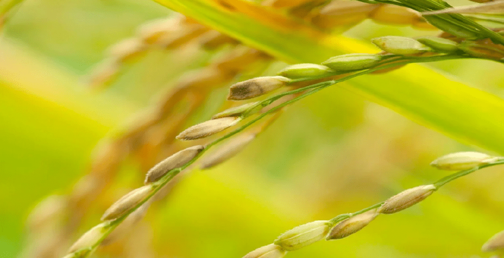 Қызылорданың күрішінен қамысына дейін экспортталып жатыр 